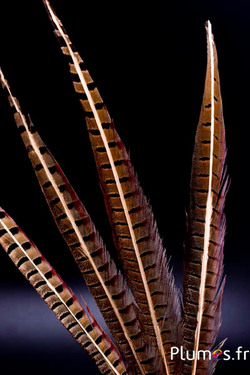 Fagiano di Colchide con raggio dorato fine - 35-45 cm - naturale